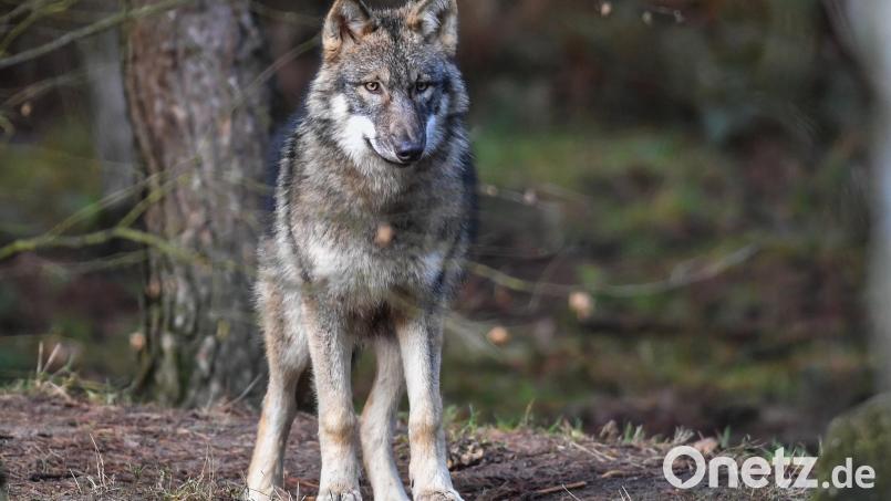 Wölfe sind auch im Landkreis Schwandorf unterwegs. Zum zweiten Mal wird nun ein Wolf auf der A 93 überfahren. Symbolbild: Patrick Pleul/dpa-Zentralbild/dpa