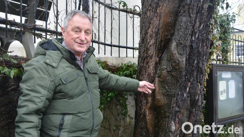 Edgar Wenisch neben einem alten Kastanienbaum am Therese-Neumann-Platz in Konnersreuth. Der Druck dieses nach vorne hängenden Baumes sei gewaltig, betont Wenisch. Bäume entwickeln seinen Angaben zufolge eine Art „Muskeln“, um dem Druck standzuhalten. Bild: jr