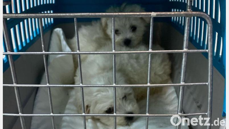 Polizisten entdeckten zwei Hundewelpen bei einer Kontrolle. Bild: Grenzpolizeiinspektion Selb