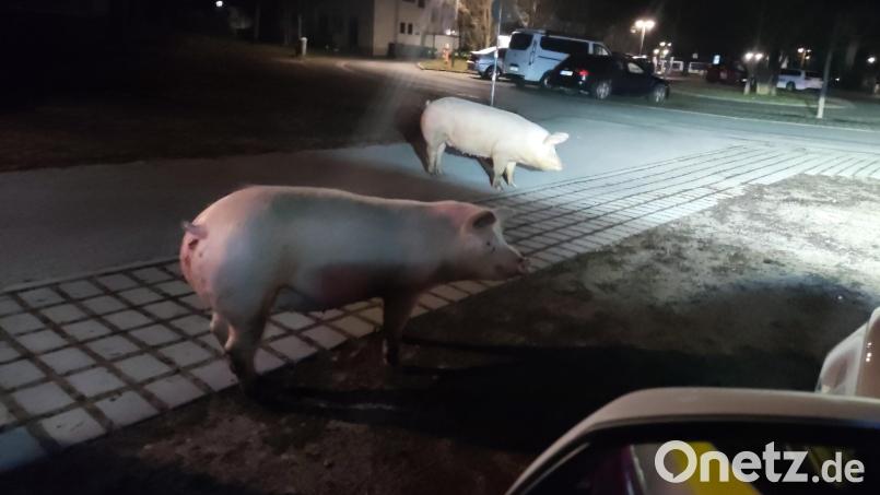 Zwei der entlaufenen Schweine stehen in der Nähe eines Polizeiautos. Bild: Polizeipräsidium Mittelfranken