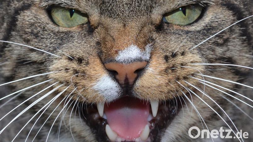 Eine fauchende Katze. Symbolbild: Stefan Sauer/dpa