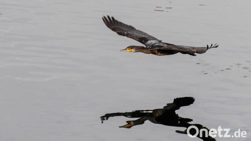 Kormorane fressen rund ein halbes Kilo Fisch am Tag. Symbolbild: Felix Kästle/dpa