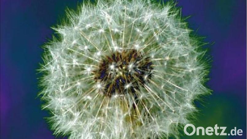 The Bevis Frond – Focus On Nature (Cargo) Bild: Cargo