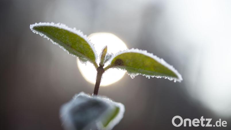 Langsam zeigt sich der Frühling mit zweistelligen Plusgraden. In der Nacht bleibt es frostig. Symbolbild: Lino Mirgeler/dpa