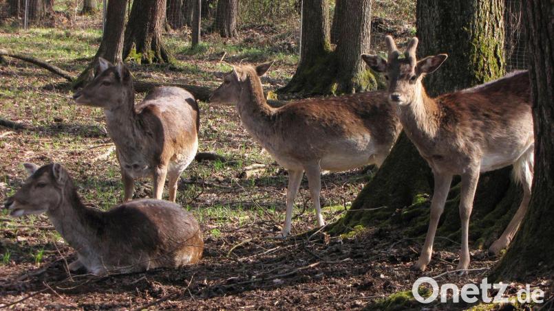 Der Wild- und Freizeitpark Höllohe (Bild) nahe Teublitz ist ein Besuchermagnet. 500.000 Euro steckt der Landkreis Schwandorf in diesem Jahr unter anderem in rund 200 neue Parkplätze für die Besucher. Bild: Gerhard Götz