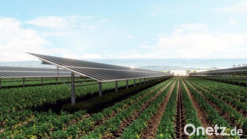 Das Bild zeigt eine Agri-PV-Anlage. Durch die aufgeständerte Bauweise ist darunter weiterhin eine landwirtschaftliche <Nutzung möglich. Bild : Stadt Nabburg/exb