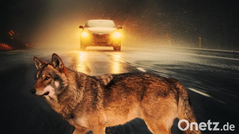 Zwischen 1990 und 2024 wurden in Bayern 25 Wölfe bei Verkehrsunfällen getötet. Die Wahrscheinlichkeit auf einen Wolf zu treffen wächst. Allein im Landkreis Schwandorf gab es 2024 innerhalb weniger Tage zwei Unfälle mit Wölfen. Bildmontage: Laura Fröhler, Fotos: fotomaster, Eyepain/AdobeStock