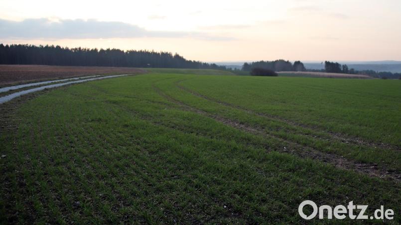 Auf der Rauh nennen Einheimische das Flurstück, das Standort des Photovoltaik-Parks werden soll. Bild: jma