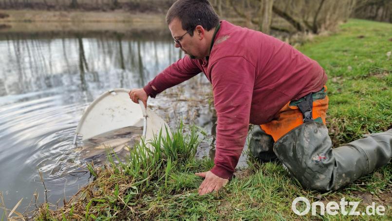 Stefan Reitzig, Mitarbeiter der Stadtgärtnerei Weiden, setzt die Fische aus dem Kaltenecker Weiher vorübergehend in ein anderes Gewässer um. Bild: exb/Stadtgärtnerei Weiden