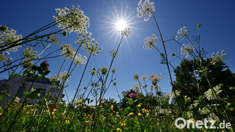 Grün- und Parkflächen rücken in Zeiten des Klimawandels in den Städten und Gemeinden immer mehr in den Fokus. Zu deren Ertüchtigung gibt es Fördermittel vom Bund, um unter anderem Hitzeschutzkonzepte zu flankieren. Auch für Sulzbach-Rosenberg sollen dafür künftig öffentliche Gelder genutzt werden. Bild: Martin Schutt/dpa
