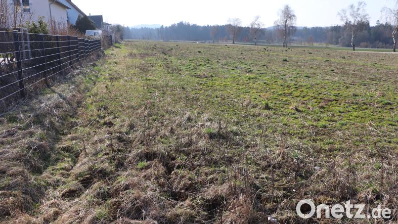 Auf dieser Fläche in Edelsfeld entsteht das allgemeine Wohngebiet „Nordwestlicher Ortsrand“ mit einer Größe von etwa 1,84 Hektar. Der Gemeinderat machte nach Änderungen des Bebauungsplans den Weg dafür im Rathaus frei. Bild: gru