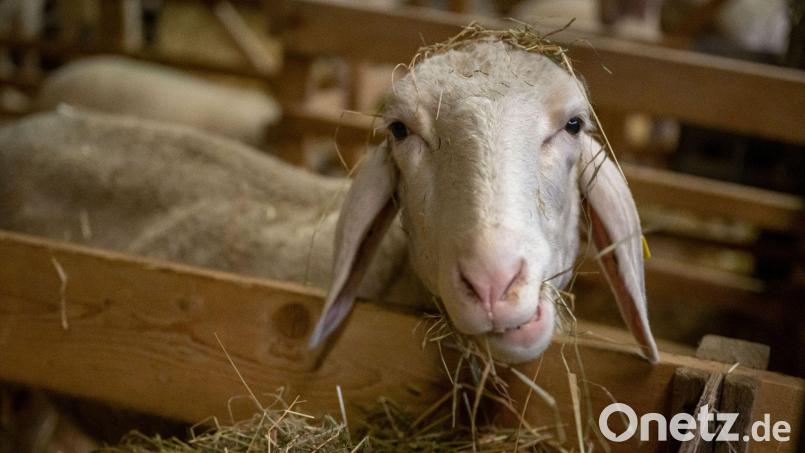 Schafe stehen in einem Stall. Bild: Peter Kneffel/dpa/Archivbild