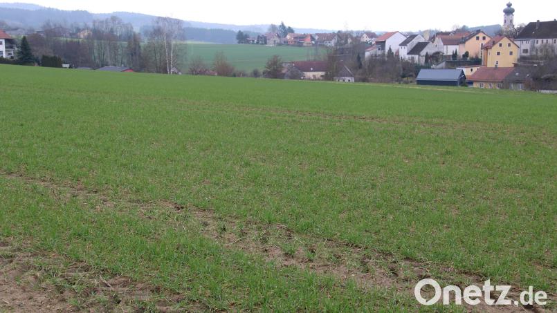 Noch ist es grün auf dem Baugebiet &quot;Schloßleite&quot;. Bald werden jedoch die Baumaschinen zur Erschließung des neuen Baugebiets anrollen. Bild: prh