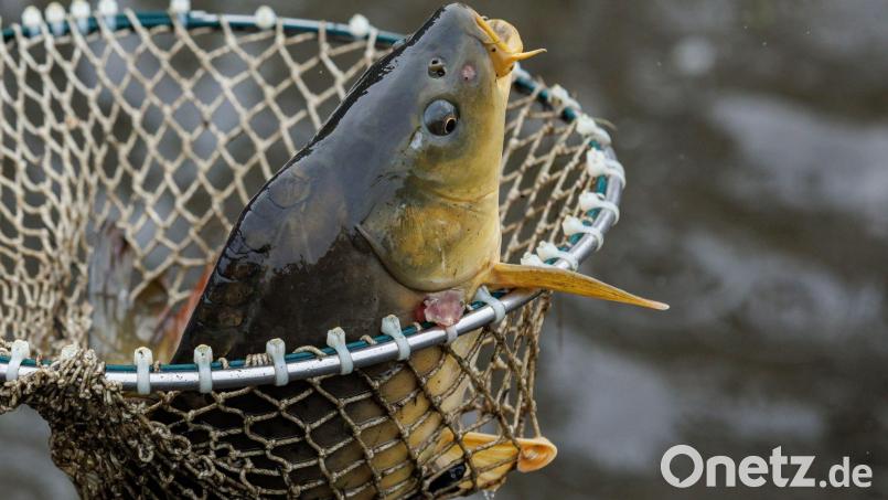 Ein Karpfen liegt beim Abfischen eines Teiches in einem Kescher. Bild: Daniel Karmann/dpa/Symbolbild