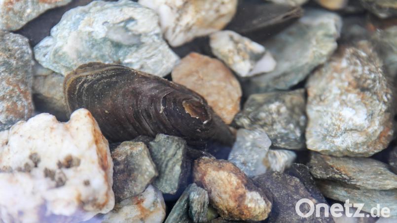 Eine Flussperlmuschel liegt im Becken in einer Aufzuchtstation. Bild: Jan Woitas/dpa