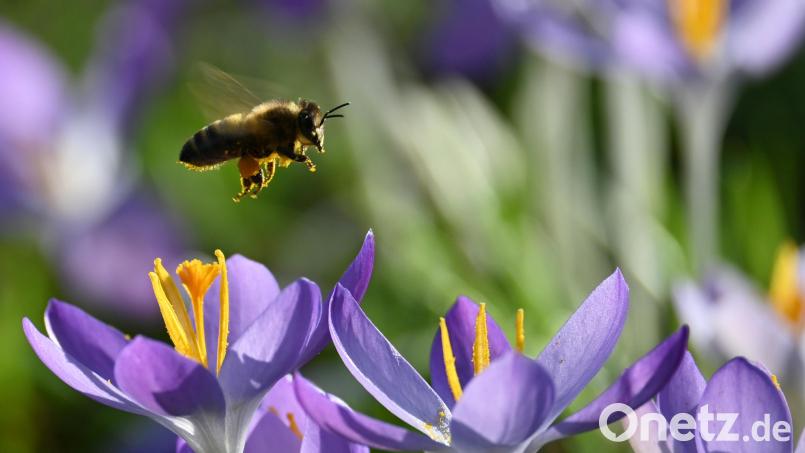 Die milden Temperaturen haben die Natur frühzeitig in Gang gebracht. Bild: Katrin Requadt