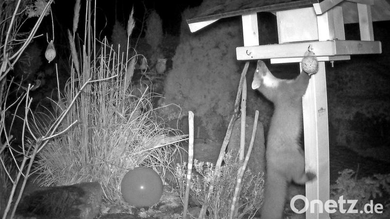 Die Aufnahme der Wildkamera beweist: Ein Marder klaut die Meisenknödel vom Vogelhäuschen in Wolfring. Bild: Hans Heimler/exb