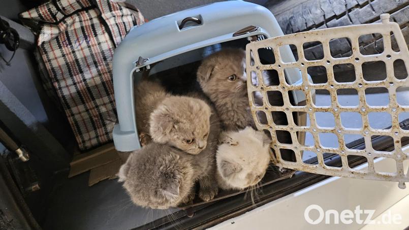 Insgesamt 18 Katzen befreite die Bundespolizei aus dem Buskofferraum. Bild: Bundespolizei Waidhaus