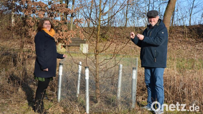 Vorsitzender Klaus Schuster und seine Stellvertreterin und Kassiererin Gabriele Treml-Laubert freuen sich über einen anhaltenden Zulauf zum Obst- und Gartenbauverein Waldsassen. Hier begutachten sie den Mammutbaum, der anlässlich des 100-jährigen Vereinsbestehens 2022 in der Nähe der Lourdesgrotte gepflanzt wurde. Seitdem ist der Baum um rund 1,20 Meter gewachsen. Bild: jr