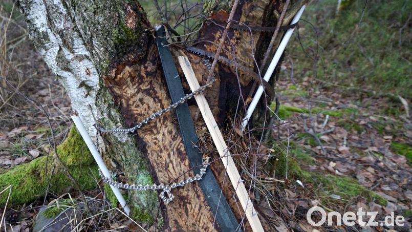 Auf diese verbotene Art und Weise wollte ein Unbekannter eine Birke beim Herzingweiher vor dem Biber schützen. Archivbild: bkr