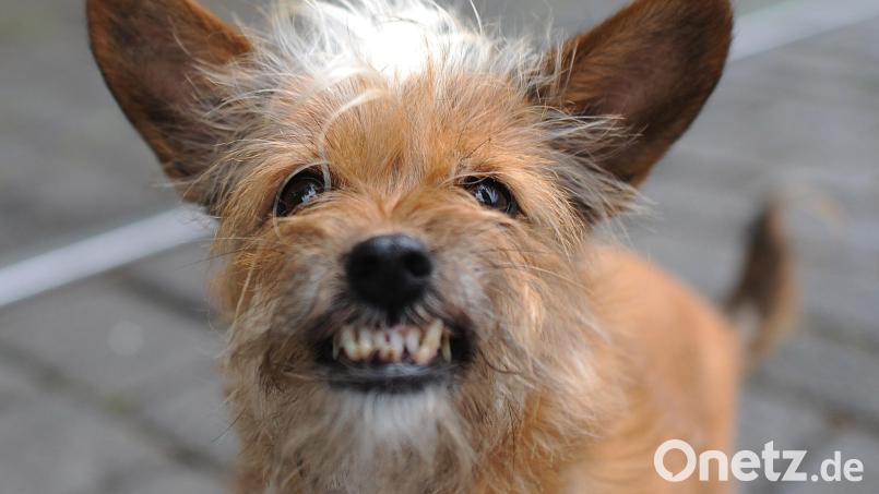 Weil es zwischen mehreren Hunden in Witzlhof eine Rauferei gegeben hat, kamen auch zwei Nachbarn miteinander in Streit. Und das nicht zum ersten Mal. Symbolbild: Julian Stratenschulte