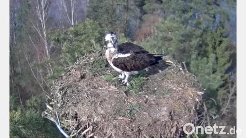 Das Fischadlerweibchen hat am Sonntag den Horst am Großen Rußweiher besetzt. Screenshot: Forstrevier Eschenbach/exb