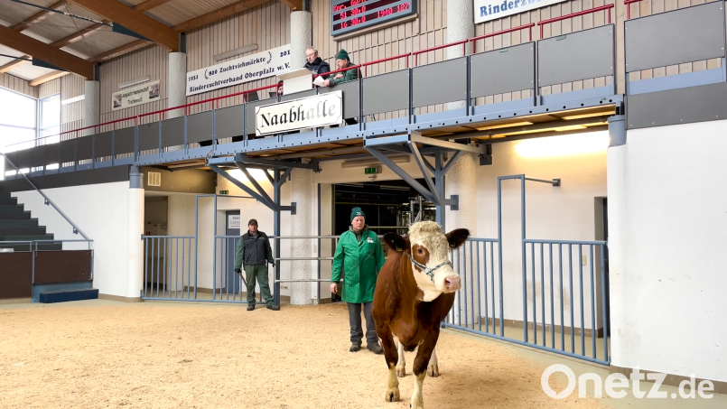 Landwirte, Besamungsstationen und Vertreter des Rinderzuchtverbands bieten auf der Auktion in Schwandorf fleißig auf Kühe wie Flora und Rosi. Bild: Verena Büchner/exb