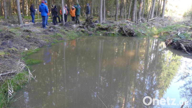 Vor einem neu angelegten Wassertümpel, der bei Waldbrand als Wasserentnahmestellen dienen kann, informiert Martin Gottsche auch über Erschließungsmaßnahmen im Stadtwald. Bild: rn