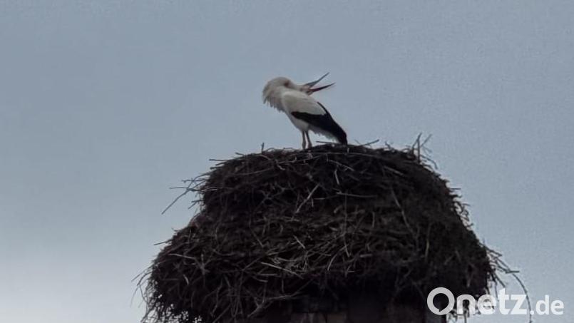 Ein Storch erkundete die Gegend und der zweite machte mit einem Klapperkonzert auf sich aufmerksam. Bild: gz