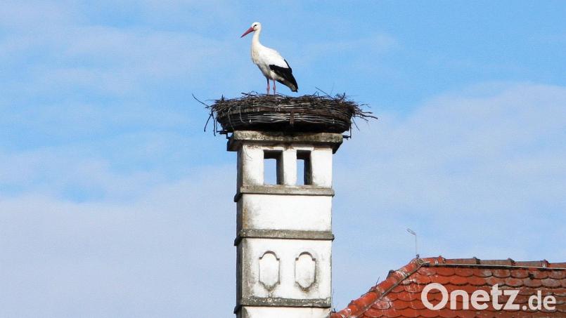 Ein Storchenpaar bereichert wieder Falkenberg. Während einer der Störche auf Materialsuche ist, bewacht der andere das Nest. Bild: wro