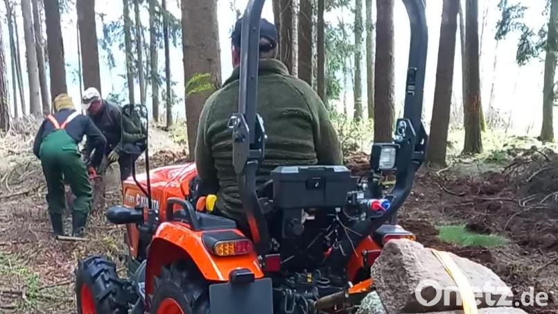 Zur Vorbereitung der Tannenaussaat wurde der Waldboden mit einem selbst konstruierten Pflug bearbeitet. Bild: Hermann Schmid/exb