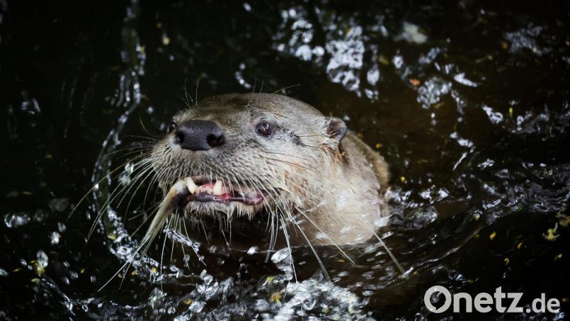 Der Otter ist der Feind der Oberpfälzer Teichwirte - das erklärt Ely Eibisch bei einem Pressegespräch in Klardorf. Symbolbild: Christian Charisius/dpa