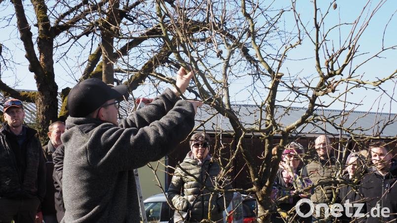 Gartenpfleger Michael Schlötzer erklärte und zeigte den Teilnehmern, wo er an den Ästen die Schere ansetzt. Bild: Gerd Neumann/exb