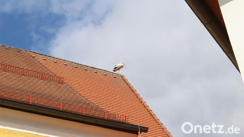 Ein Storch machte einen kurzen Zwischenstopp auf dem Dach der Ebnather Pfarrkirche. Bild: soj