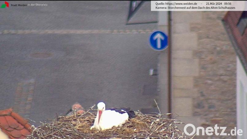 Das Storchenpaar auf dem Alten Schulhaus brütet. Zwei Eier sollen laut Webcam im Nest liegen. Bild: Screenshot Webcam Stadt Weiden