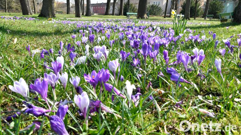 Im Englischen Garten in Amberg blühen derzeit herrlich unzählige Krokusse. Bild: Petra Hartl