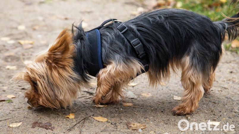 Ein Yorkshire Terrier ist Opfer einer Beißattacke geworden. Symbolbild: Christin Klose