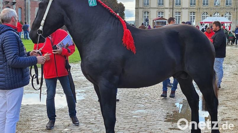 Martin Lang mit Lucky in Frankreich. Bild: Privat Lang