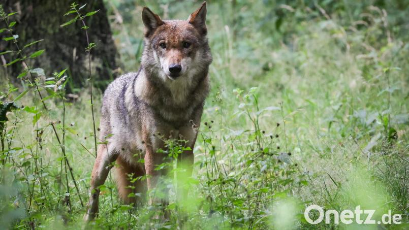 Eine ausgewachsene Wölfin steht auf einer Wiese. Bislang gibt es im Landkreis Schwandorf noch keine Belege dafür, dass sich ein Rudel gebildet hat. Bild: Christian Charisius/dpa