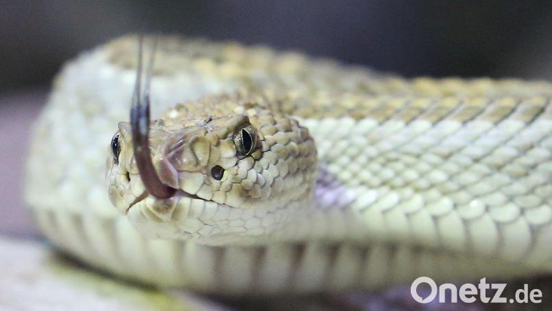 Eine Klapperschlange kriecht durch ihr Terrarium. Bild: Roland Weihrauch/dpa/Symbolbild