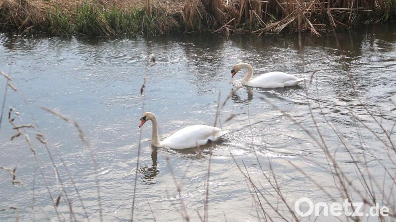 Schwäne in den Vilsauen. Bild: rha