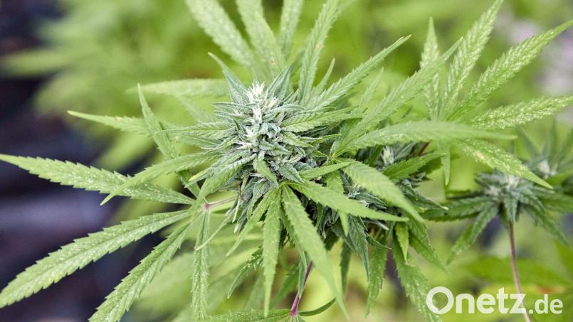 Endlich legal kiffen: Ab 1. April tritt das neue Cannabis-Gesetz in Kraft. Bild: Georg Wendt/dpa