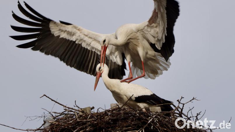 Nicht nur Ausbesserungsarbeiten am Nest waren in den vergangenen Tagen zu sehen. Das Friedenfelser Storchenpaar zeigte auch Frühlingsgefühle. Bild: Hans Lenk/exb