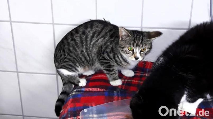 Paulchen ist sehr schüchtern Fremden gegenüber. Bild: Zant