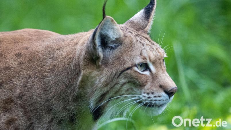 Bei einem Unfall auf der B 85 zwischen Cham und Viechtach starb ein Luchs. Symbolbild: Jens Büttner