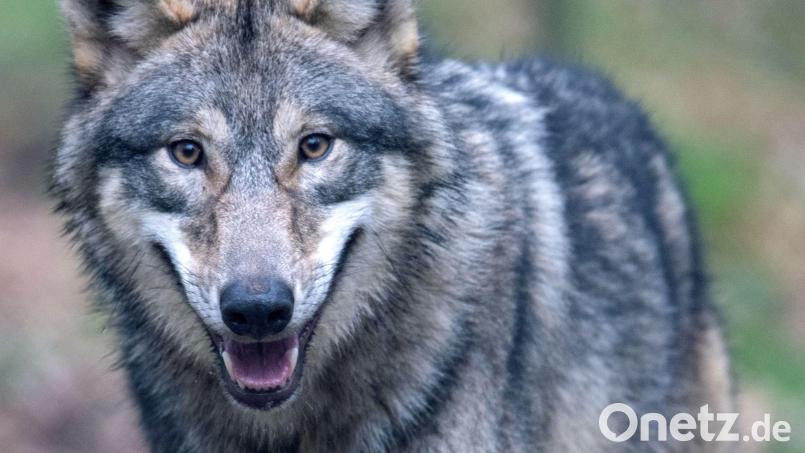 Einen eindeutigen Nachweis gibt es nicht. Dennoch könnte es ein Wolf gewesen sein, der kürzlich durch Arzberg streifte. Symbolbild: Boris Roessler/dpa