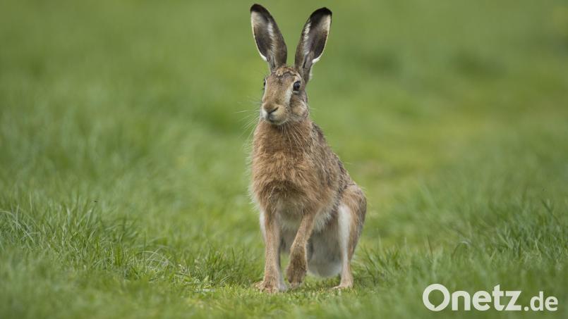 Die sogenannte Hasen-Apotheke aus vielen verschiedenen Wildkräutern und Gräsern ist Teil des vielfältigen Speiseplans eines Feldhasen. Bild: Rudolf Vornehm/exb