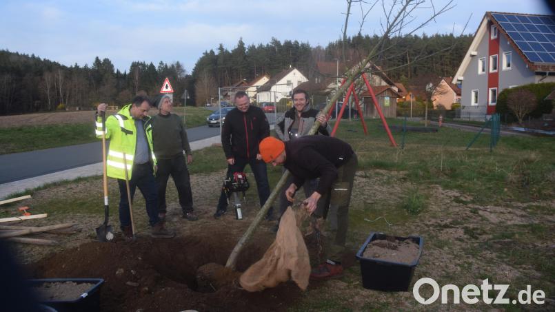 Eine Edelkastanie, sieben Jahre alt und bereits fünf Meter, steht nun am Spielplatz &quot;Ringlbrunnen&quot;. Bild: fz