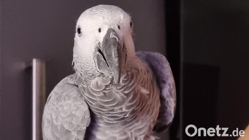 Graupapagei Sasha aus Sulzbach-Rosenberg ist seit dem 12. Februar verschwunden. Seine Familie gibt die Hoffnung nicht auf, dass er noch gefunden wird. Bild: Maria Caly/exb