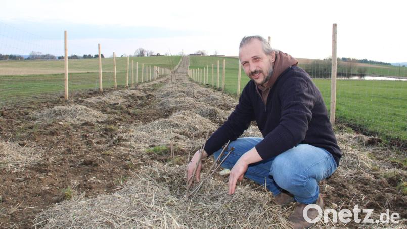 Soweit das Auge reicht zieht sich die Hecke, die Bio-Landwirt Daniel Kunz gepflanzt hat. Sie ist ein positives Beispiel, wie Landwirtschaft und Naturschutz gemeinsam möglich sind. Bild: prh